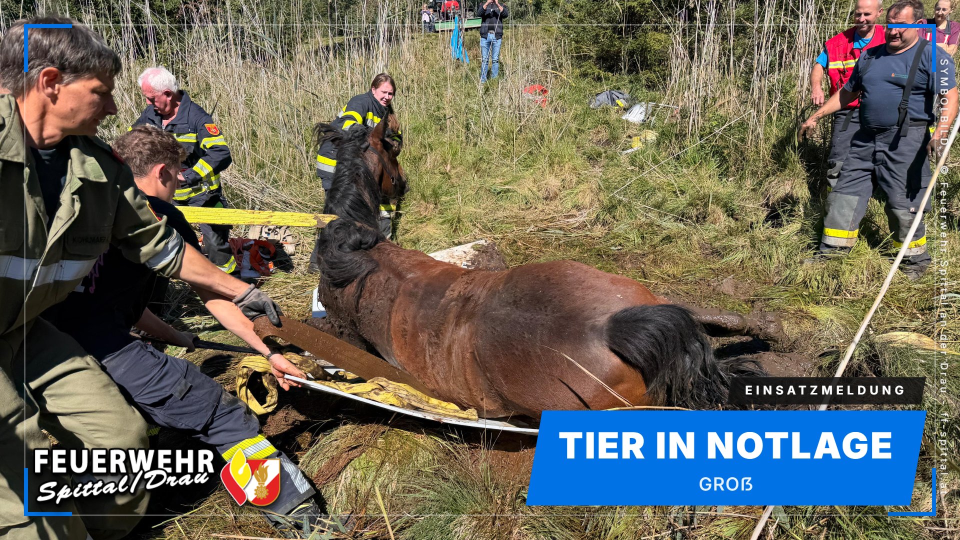 Tier in Notlage groß